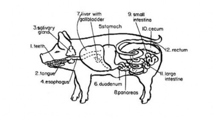 Fig 2 2 1 Anatomy of the female pig Exercise 1 Which class do the words belong to 1 nostril 1
