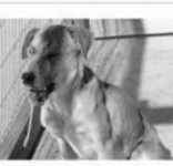 12 Tetanus 8 Osteoporosis 13 Anthrax 9 Pneumonia 14 Bloat 10 Newcastle disease 15 Edema disease A 2