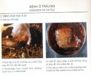 8 Osteoporosis 13 Anthrax 9 Pneumonia 14 Bloat 10 Newcastle disease 15 Edema disease A B C D 5