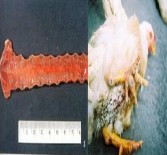 8 Osteoporosis 13 Anthrax 9 Pneumonia 14 Bloat 10 Newcastle disease 15 Edema disease A B C D E 6