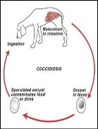 L M N O Exercise 2 Match the words in column A with their definitions in column B A B 1 Distemper 2 6