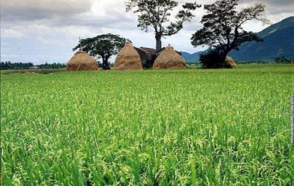 1 Introduction 1 1 General Information Scientific name Oryza sativa L Rice belongs to the Graminae 1