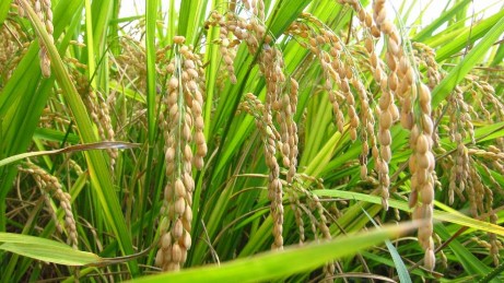 Figure 1 1 Paddy seeds Photo Internet source Rice grows best in warm temperatures with plentiful 2