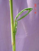 2 3 Causes Figure 1 7 Shapes of inflected paddy panicles Photo Internet source The infection and 1