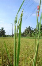 2 3 Causes Figure 1 7 Shapes of inflected paddy panicles Photo Internet source The infection and 2