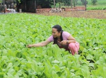 Figure 2 3 Taking care of the vegetable garden Photo Ngo Thanh Choosing resistant or tolerant 7