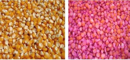 Figure 2 4 Whole seeds and seeds treated Photo info vsapat gmail com Free of disease seeds 8