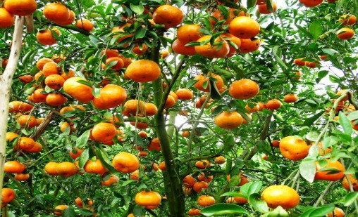 1 Overview Fruit trees can benefit from several kinds of chemicals applied to the foliage branches 4