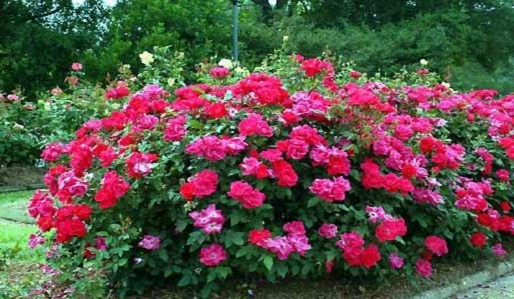 1 Insect pests for roses Roses are susceptible to a number of disease and insect pests Roses may 3