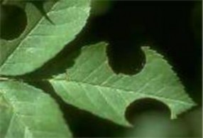 Numbers of beetles 1 3 Leaf Cutter Bees Figure 4 3 Flower and leaves attacked by leaf cutter bees 7
