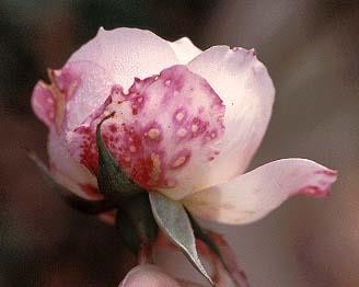Figure 4 6 Rose plants infected botrytis blight Photo http www sactorose org ipm 83botrytis htm 4