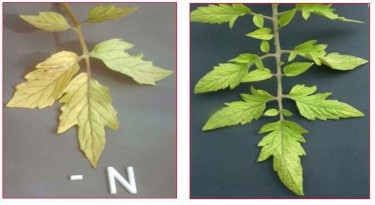 Figure 5 2 Nitrogen deficiency Photo www haifa group com  Symptoms Spindly yellow plants or 1