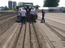 Figure 1 The primary concern with herbicide carryover is that herbicides applied this year will 1