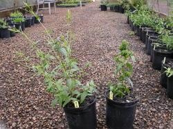 Figure 2 The weed to the right was exposed to sublethal herbicide concentrations and is displaying 2