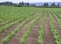 Figure 3 Planting fields with a cover crop for one growing season before replanting trees will 3