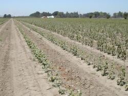 Figure 4 Use any labeled herbicide during the first year of production but use products with 4