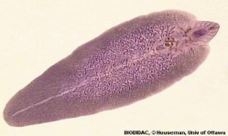 Fasciola Gigantica Hình 1.2: Fasciola Hepatica