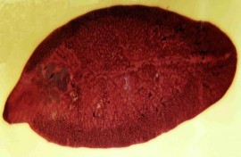 Hình 1 1 Fasciola gigantica Hình 1 2 Fasciola hepatica Sán dài 20 – 30 mm rộng 4 – 13 mm 2
