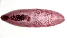 Hình 1 3 Fasciolopsis buski Hình 1 4 Trứng Fasciolopsis buski Gastrodiscoides hominus Sán có 3