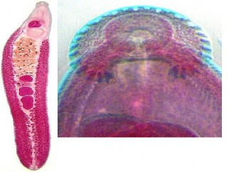 Hình 1 5 Hình dạng chung và đầu Echinostoma revolutum Ký chủ Ký chủ cuối cùng gia 1