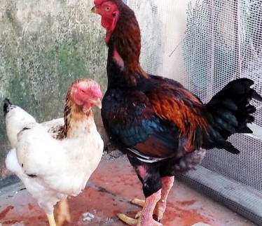 3 Giống gà Hồ Nguồn gốc từ làng Hồ Thuận Thành tỉnh Bắc Ninh Đặc điểm 3