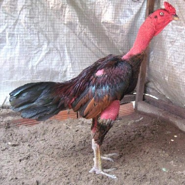 6 Giống gà Chọi Số lượng không nhiều rải rác nhiều nơi thường tồn tại 6