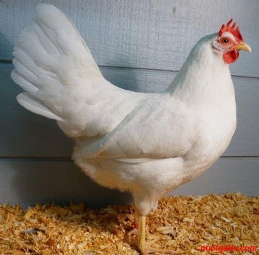 7 Giống gà Leghorn Gà có thân hình nhỏ thon nhẹ thân hơi dài lông và trứng màu 7