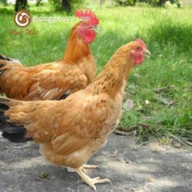 8 Giống gà Sasso Gà Sasso là dòng gà thịt của Pháp nhập vào nước ta từ năm 8