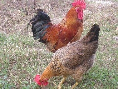 10 Giống gà Lương Phượng Nguồn gốc Xuất xứ từ Trung Quốc Đặc điểm ngoại 2