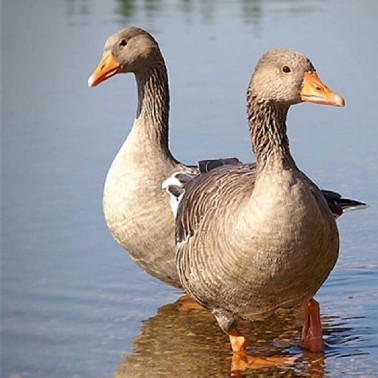 11 Giống Vịt Triết Giang Vịt mái có bộ lông màu xám da chân và mỏ màu vàng 3