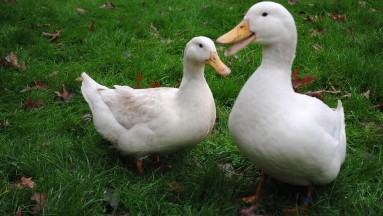 14 Giống vịt Anh Đào Vịt Anh Đào có nhiều dòng khác nhau Nhìn chung vịt có hình 6