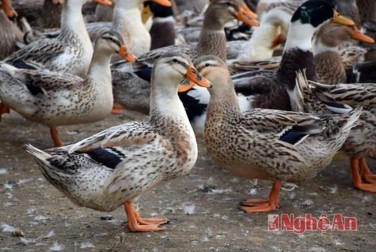 15 Giống Vịt Bầu Vịt bầu là một giống vịt nhà có nguồn gốc từ Việt Nam 7