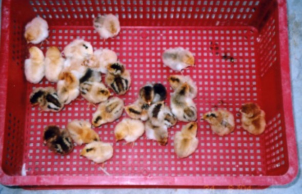 19 Hộp đựng gà con 1 ngày tuổi Hộp được chia làm 4 ô nhỏ mỗi ô 20 25 gà con 4