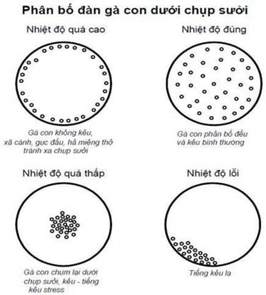 20 Sự phân bổ của gà con trong quây úm liên quan đến nhiệt độ Ẩm độ trong 5