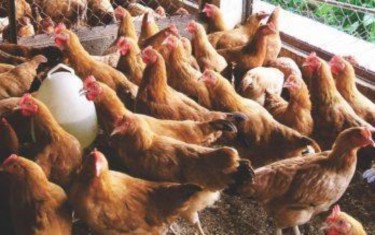 21 Gà 19 tuần tuổi b Chế độ định mức ăn cho gà hậu bị Nhu cầu dinh dưỡng 6