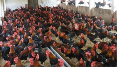 22 Chăn nuôi gà thịt Chọn gà Khi nuôi gà thịt thương phẩm cần chọn các tổ 1