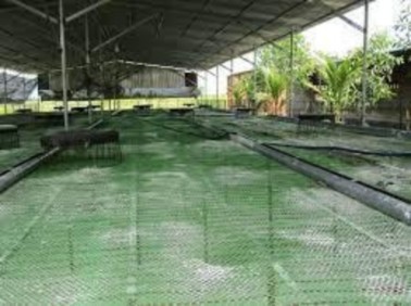 23 Chuồng nuôi vịt Cần có diện tích sân chơi bằng 1 5 2 lần diện tích nền 1