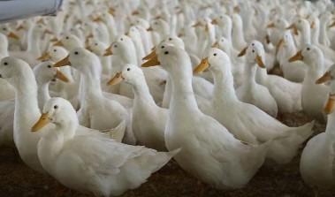 24 Vịt thịt a Cách chọn vịt giống Con giống phải đảm bảo an toàn dịch bệnh 2