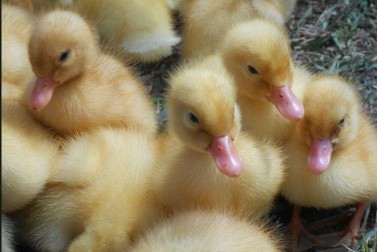 25 Vịt con 1 ngày tuổi b Úm vịt con Tùy thuộc vào số lượng vịt có thể làm 3