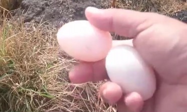 27 Thu nhặt trứng Câu hỏi và bài tập 1 Nêu các hình thức nuôi vịt hiện nay 2 5