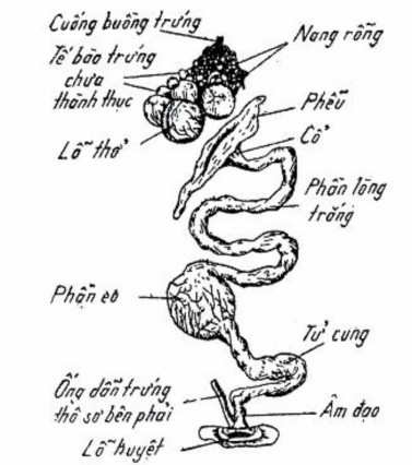 28 Cấu tạo cơ quan sinh dục cái ở gia cầm Bộ phận tiết lòng trắng Bộ phận 1