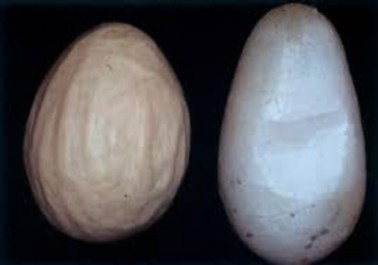 29 Trứng gia cầm bị mềm vỏ 3 Cấu tạo và thành phần hoá học của trứng 3 1 2