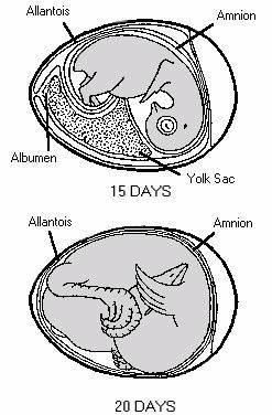 31 Sự phát triển của phôi gia cầm trong quá trình ấp 6 Những yếu tố ảnh 2