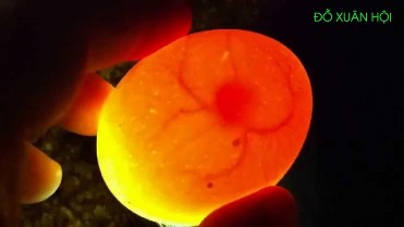 32 Soi trứng ấp 7 2 Phương pháp cân trứng Cân trứng để theo dõi sự hao hụt 3