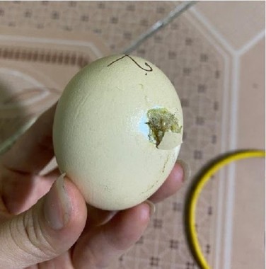 33 Kiểm tra vết mổ trên vỏ trứng Phôi của trứng ấp đã qua bảo quản lâu 4