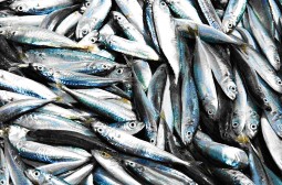 Hình 4 1 Cá cơm Hình 4 2 Cá nục Cá trích Sardinella hình 4 3 Cá trích có nhiều ở 2