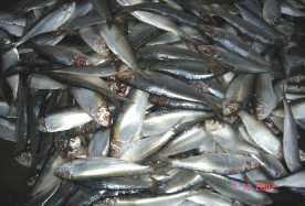 Cá trích có nhiều ở vịnh Bắc Bộ và Tây Nam Bộ So với cá cơm và cá nục cá 3