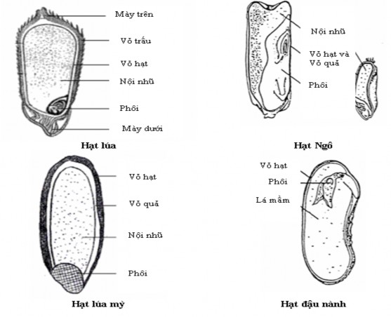 Hình 2 1 Cấu tạo của một số hạt ngũ cốc và đậu Tỉ lệ khối lượng từng 1