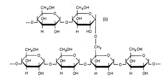 Hình 2 4 Cấu trúc của amylose i và amylopectin ii Amylose Cấu tạo do nhiều gốc α D 4