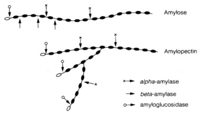 Hình 2 5 Sơ đồ phân cắt tinh bột bởi enzyme 5